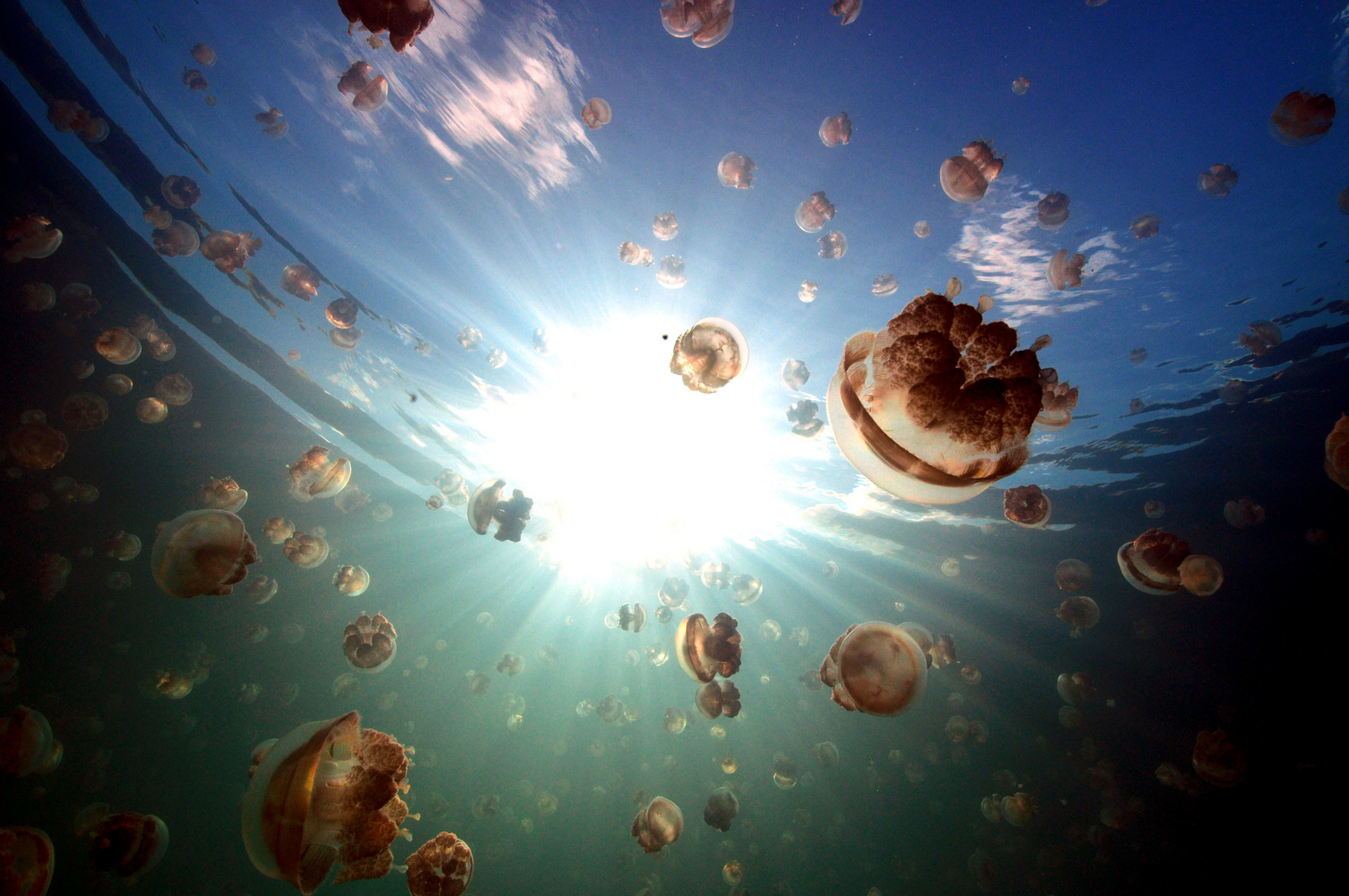 Jellyfish Lake