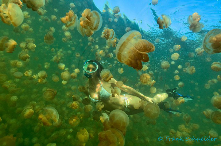 Jellyfish Lake I (korrigiert)