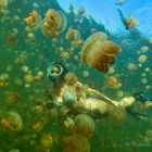 Jellyfish Lake I (korrigiert)