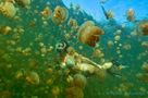 Jellyfish Lake I (korrigiert) von Frank sharkinthepool Schneider 