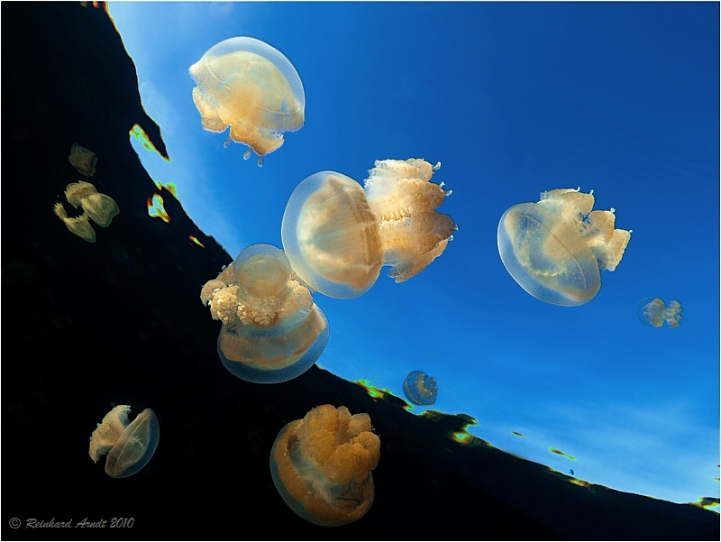 Jellyfish Lake (II)