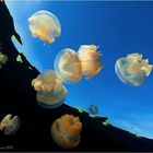 Jellyfish Lake (II)