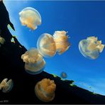 Jellyfish Lake (II)