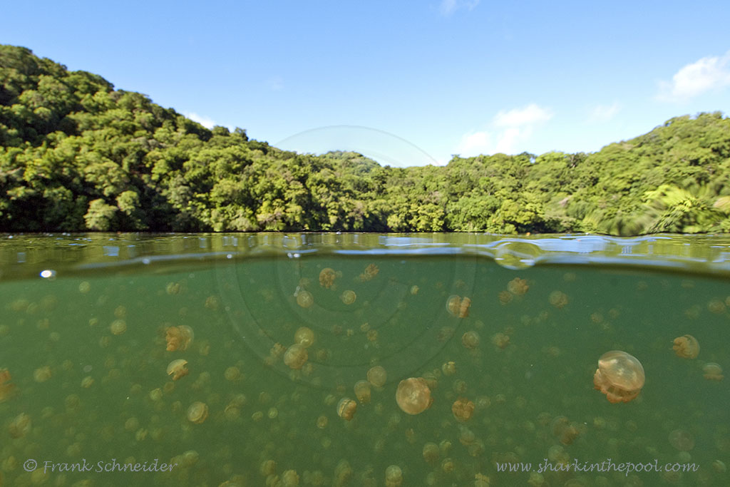 Jellyfish Lake II