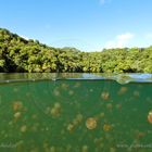 Jellyfish Lake II