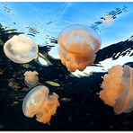 Jellyfish Lake (IV)
