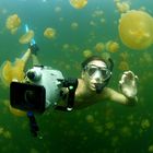 Jellyfish-Lake Palau