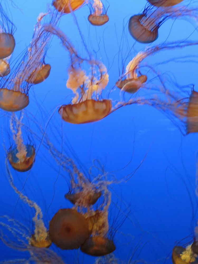 Jellyfish Monterey Aquarium Photo Image Animals Zoos Parks Falconries Zoo Misc Images At Photo Community