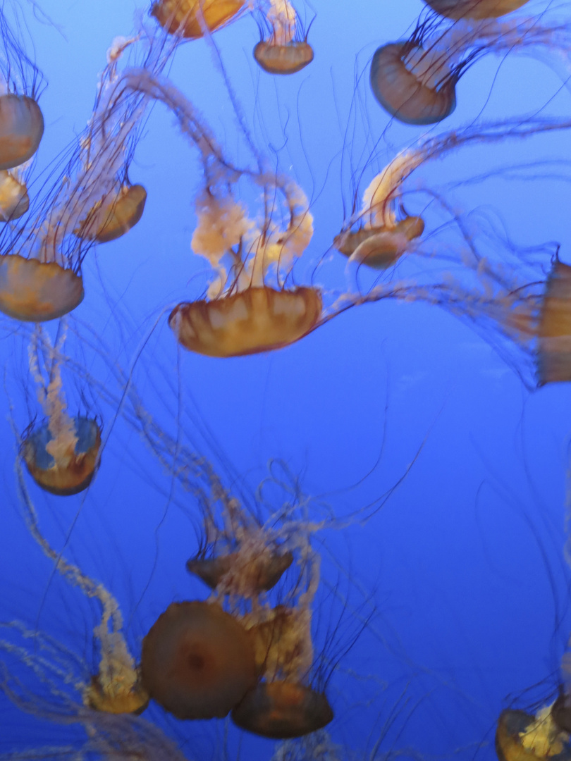 Jellyfish, Monterey Aquarium