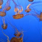 Jellyfish, Monterey Aquarium