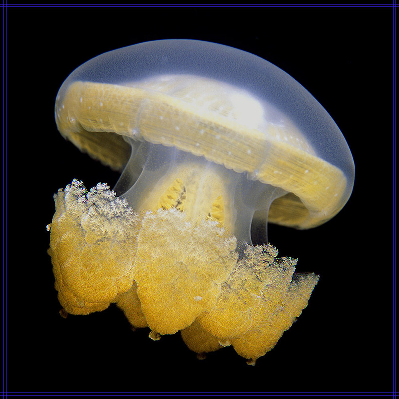 Jellyfish - Palau - Micronesien