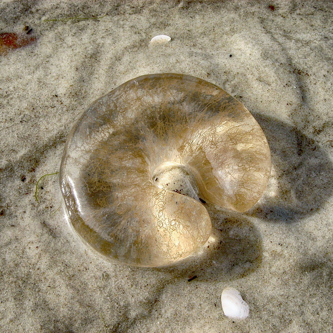 Jellyfish (Qualle)