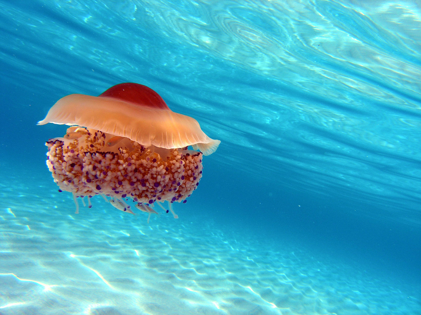 jellyfish sardinien