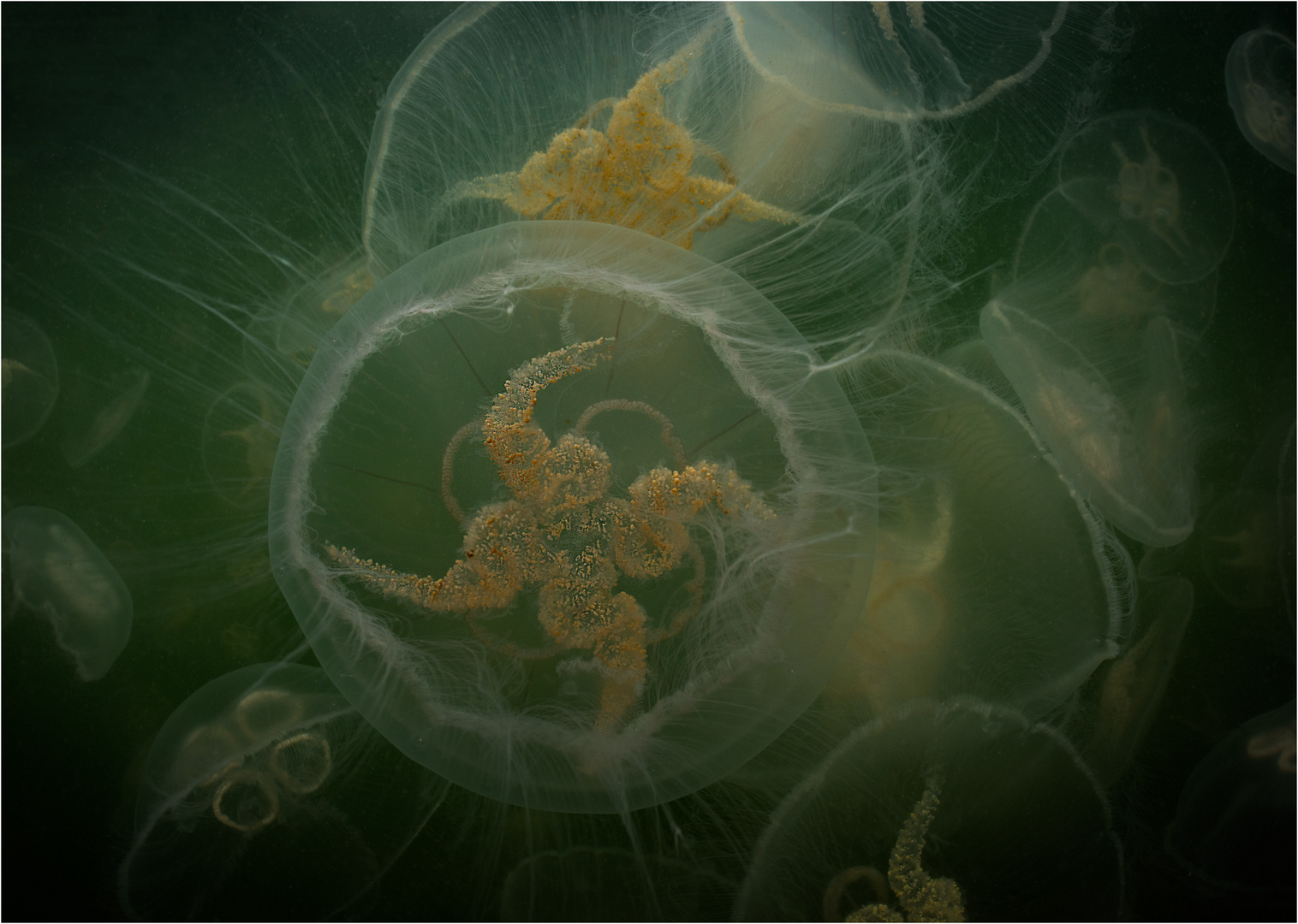 Jellyfish-Sea
