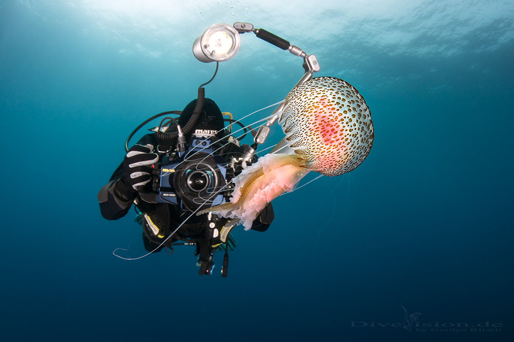 Jellyfish shooting Foto & Bild unterwasser, uwsalzwasser, natur