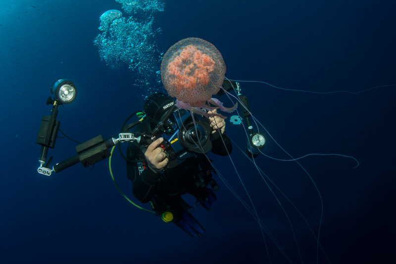 Jellyfish shooting II Foto & Bild unterwasser, uwsalzwasser, natur