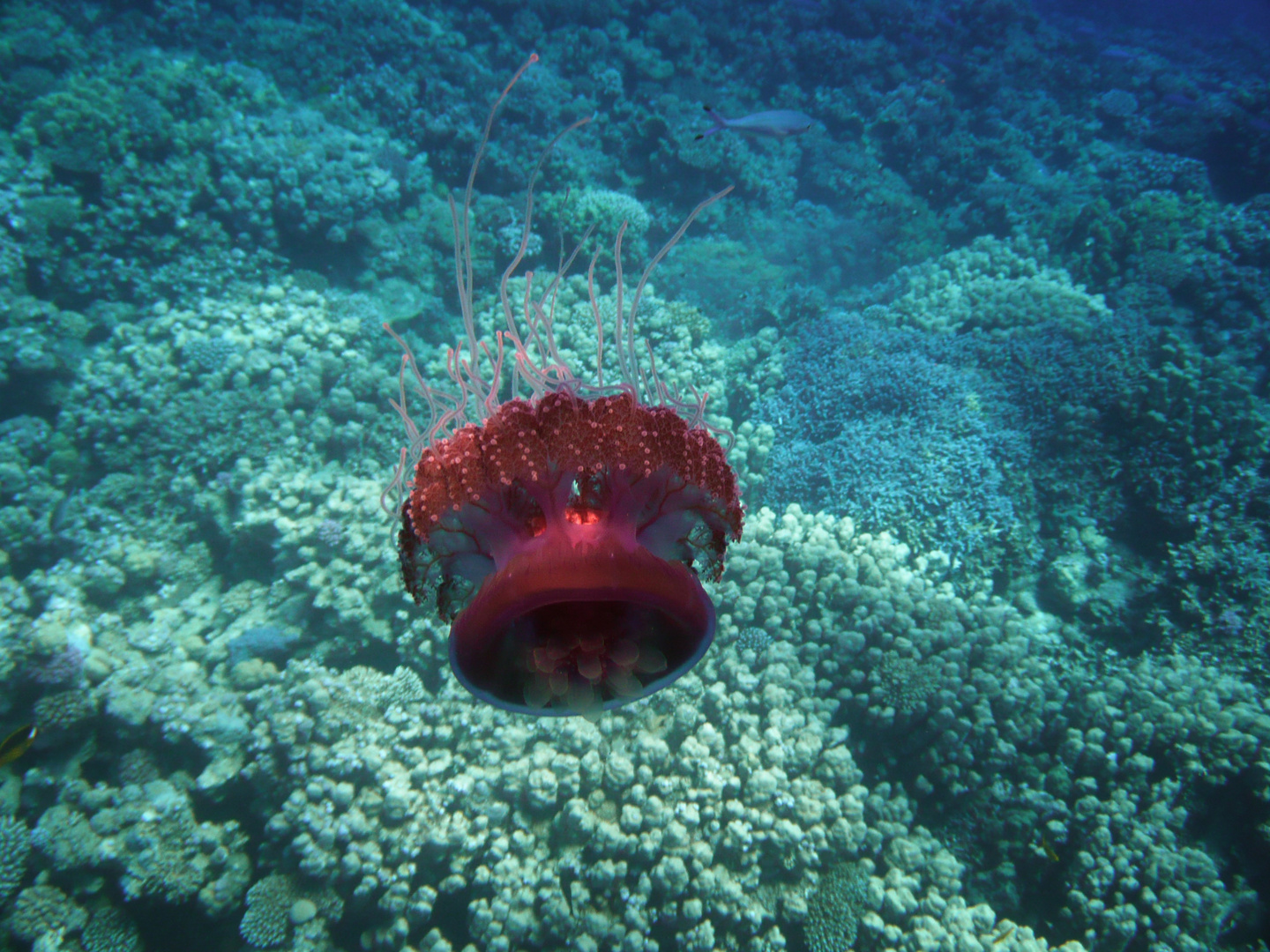 Jellyfish @ Soma Bay