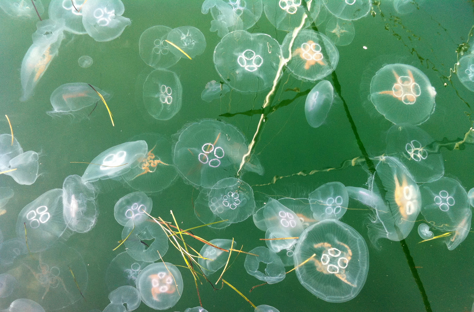 Jellyfish Surface Horizon
