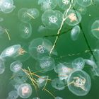 Jellyfish Surface Horizon