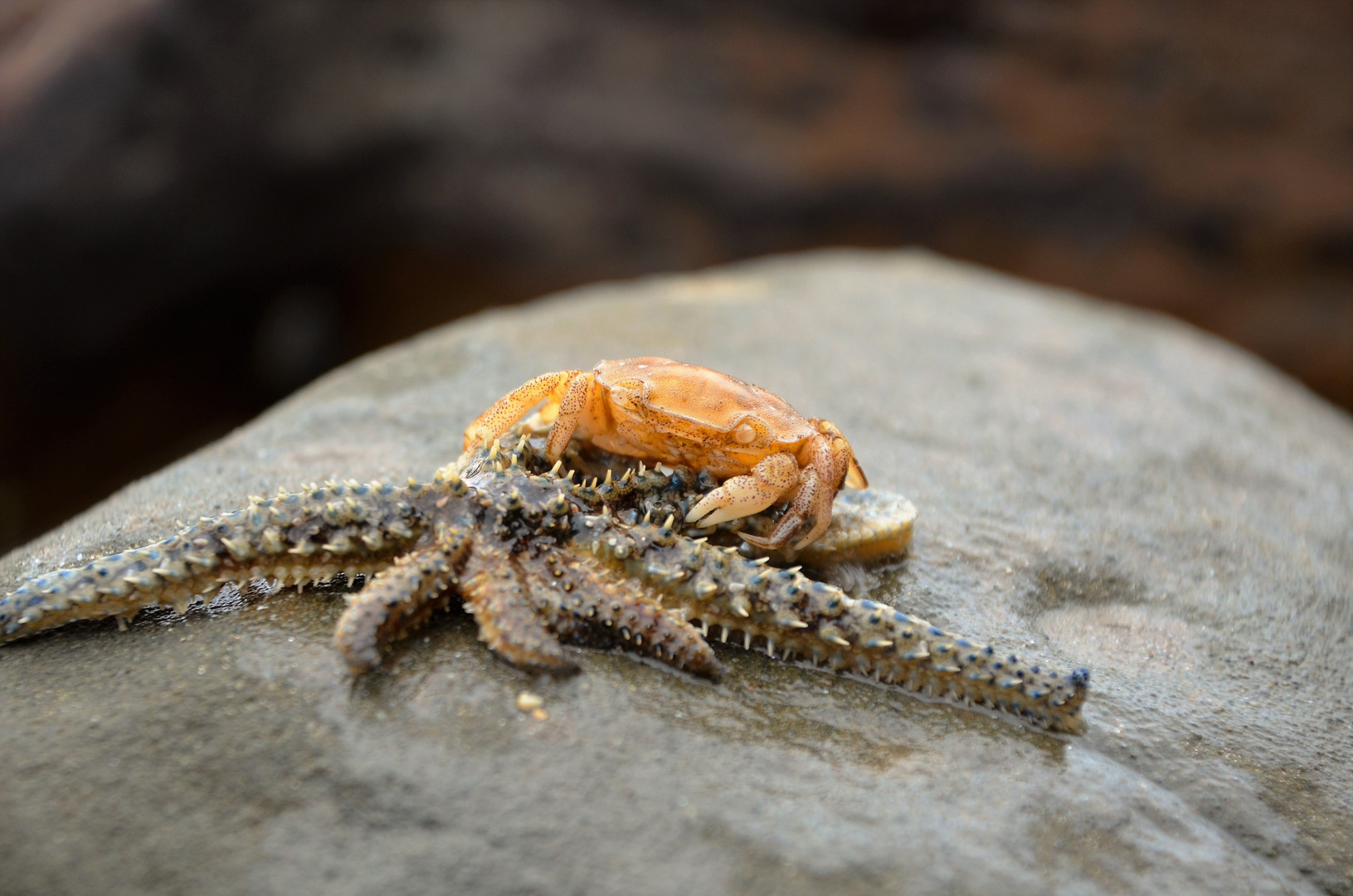 Jellyfish vs. Crab