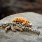 Jellyfish vs. Crab