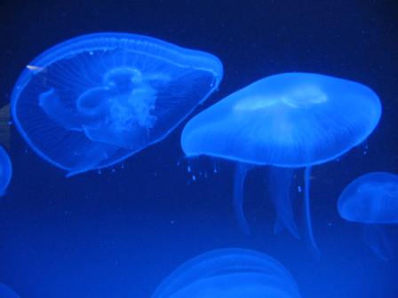 Jellyfish2