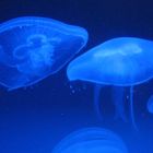 Jellyfish2