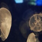 Jellyfishes