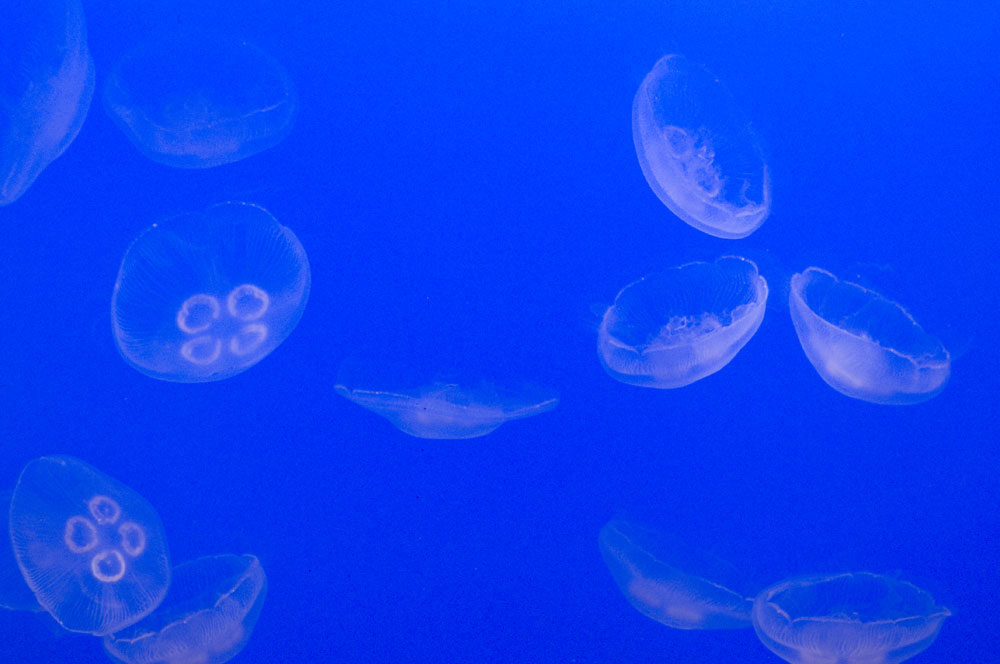 jellyfishes