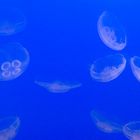 jellyfishes