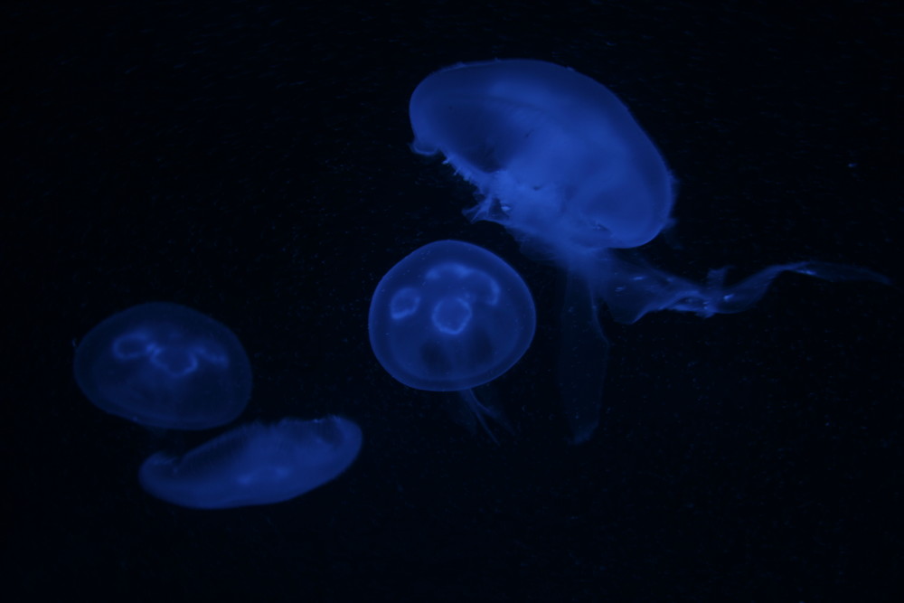 Jellyfishes