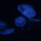 Jellyfishes