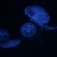 Jellyfishes