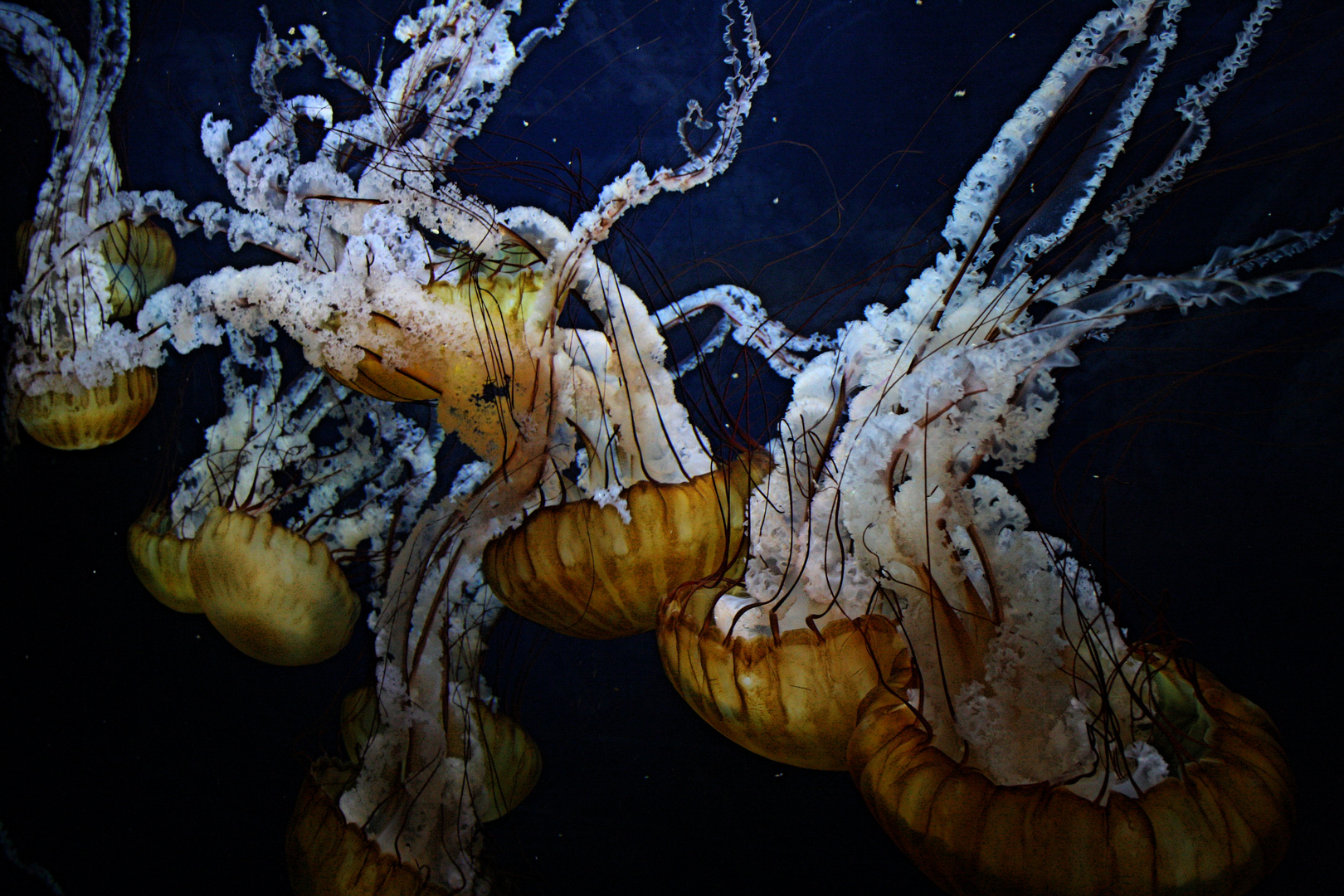 Jellyfishi