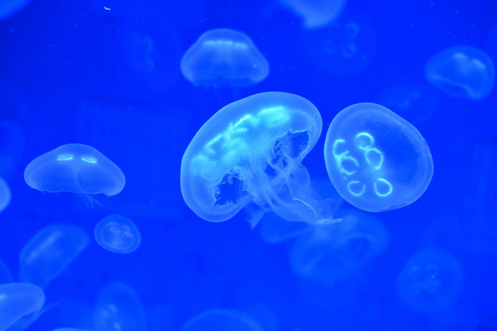jellyfishkiss