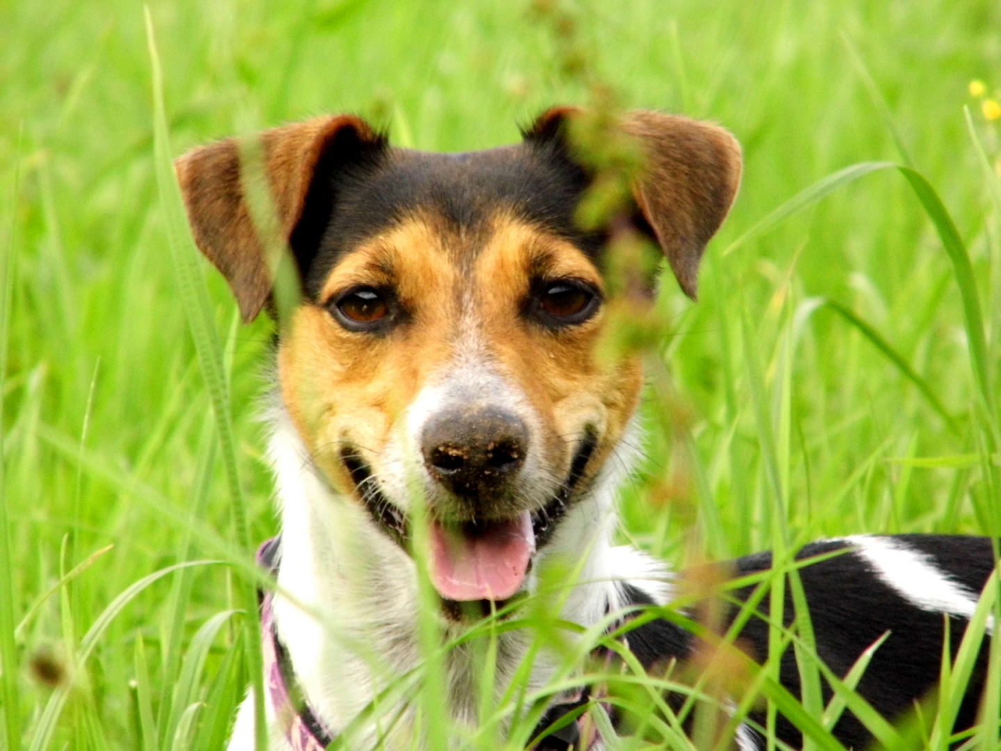 Jemand der einen immer glücklich macht ! -Sein eigner Hund