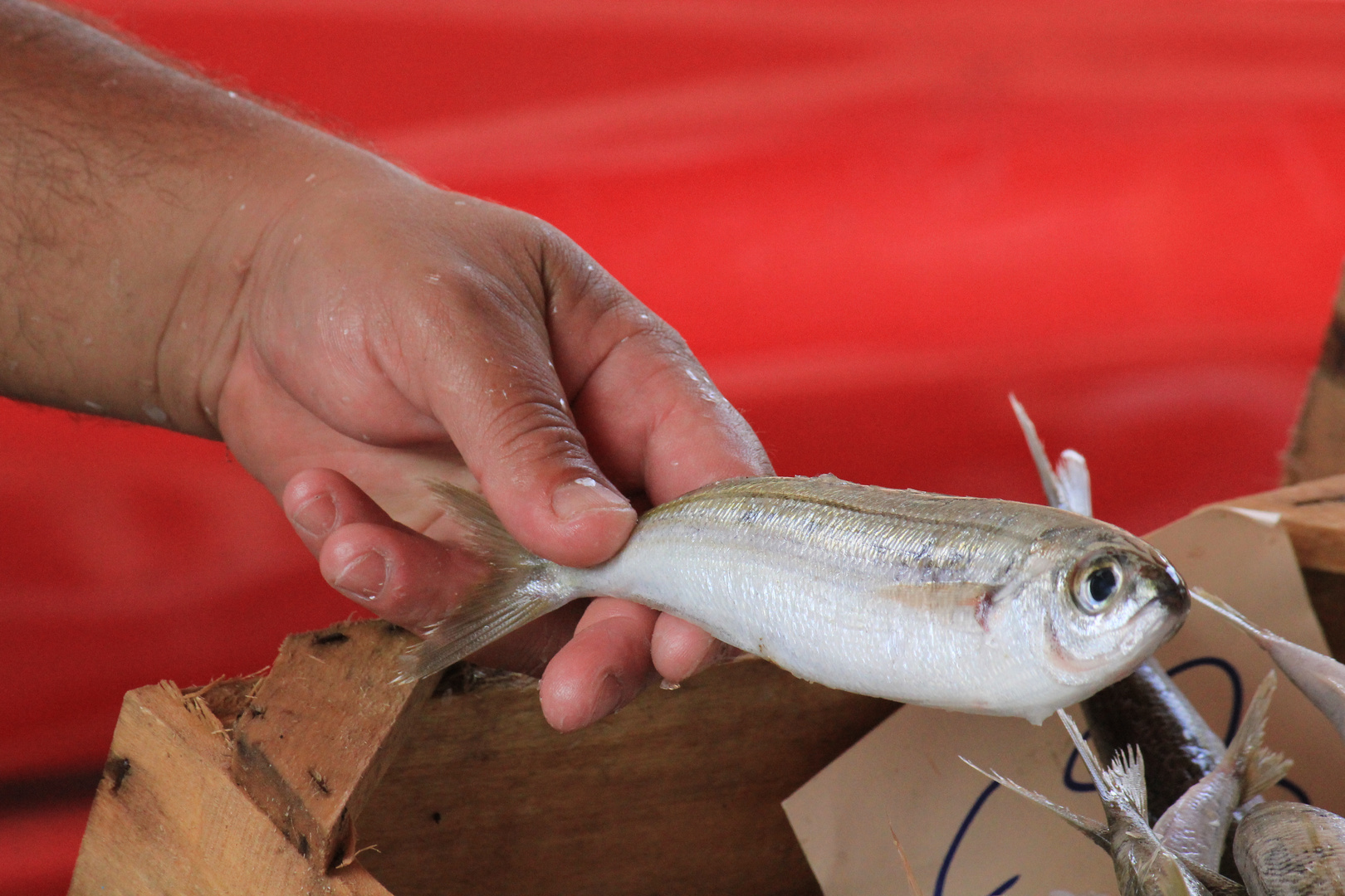 Jemand noch Lust auf 'n Fisch?