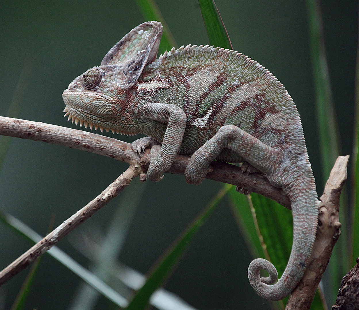 Jemen-Chamäleon .. Foto & Bild | natur, zoo, tiere Bilder auf fotocommunity