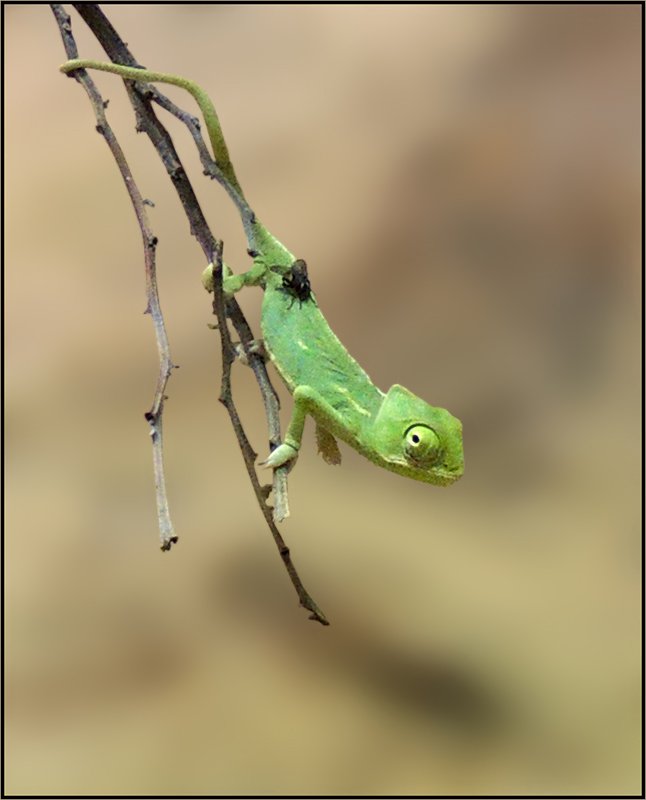 Jemen Chamaleon Baby Foto Bild World Berlin Natur Bilder Auf Fotocommunity