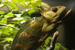 Jemen-Chameleon (Zoo Köln)