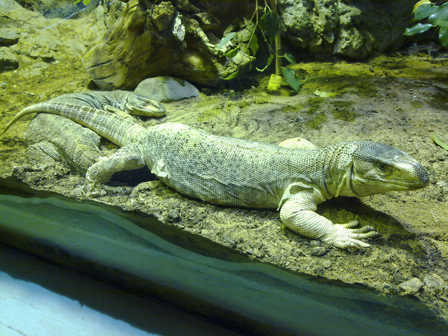 Jemen-Waran / Yemen Monitor (Varanus yemenensis). Arabia's Wildlife Center, Sharjah, V. A. Emirate.