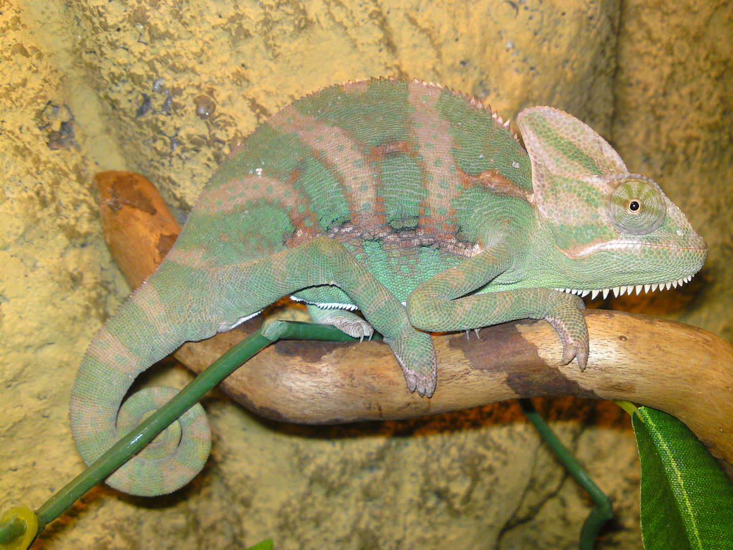 Jemencameleon