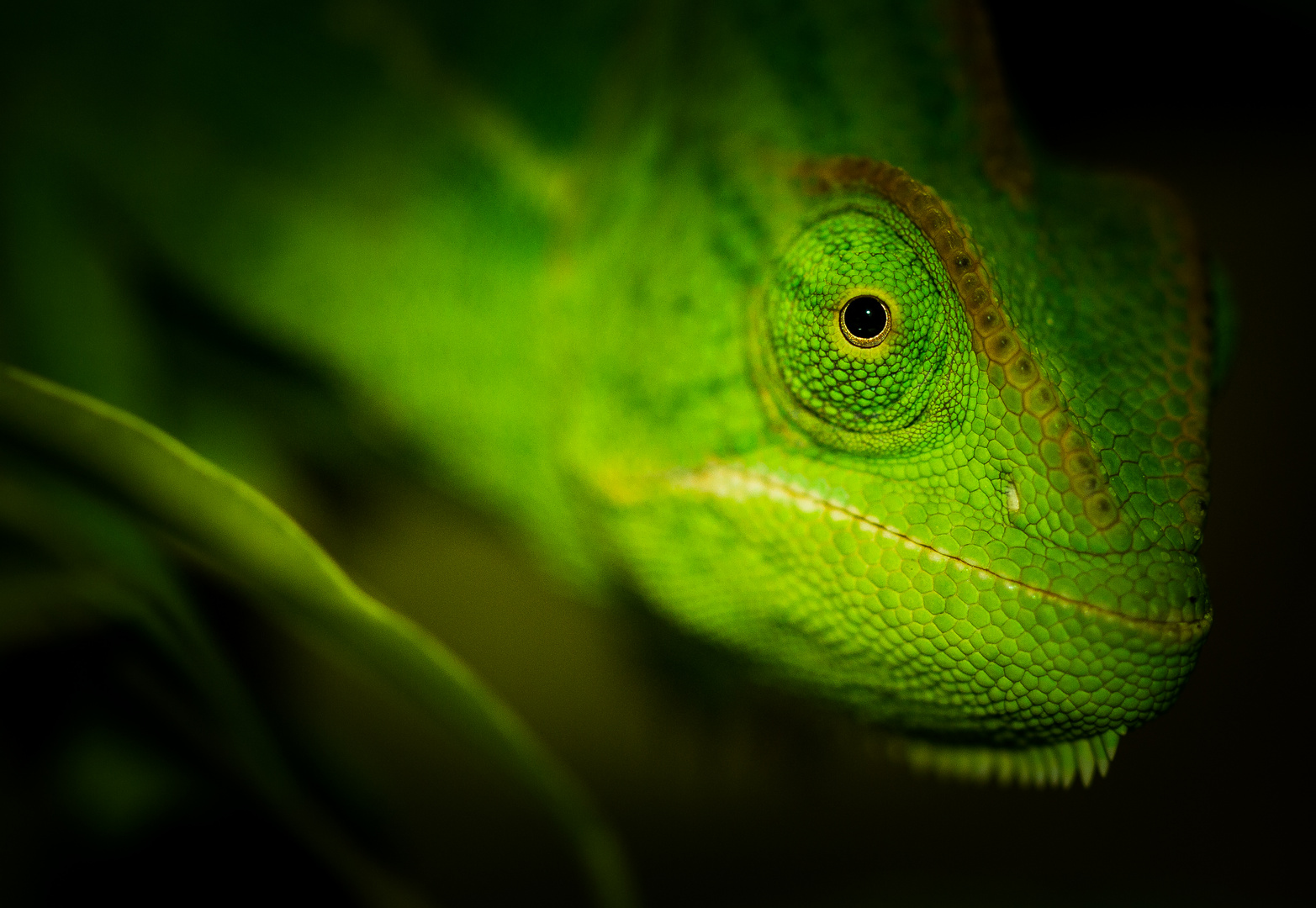 Jemenchamäleon Foto & Bild | tiere, haustiere, terraristik ...