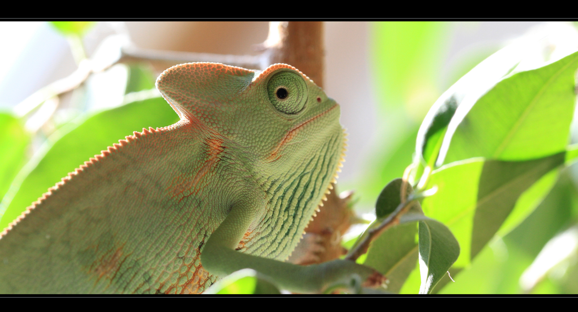 Jemenchamäleon (Chamaeleo calyptratus)