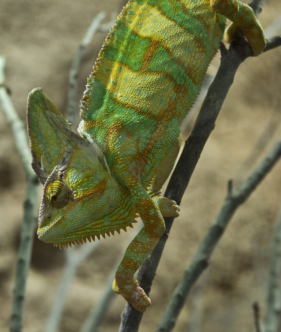 Jemenchamäleon (Chamaeleo calyptratus)