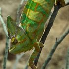 Jemenchamäleon (Chamaeleo calyptratus)