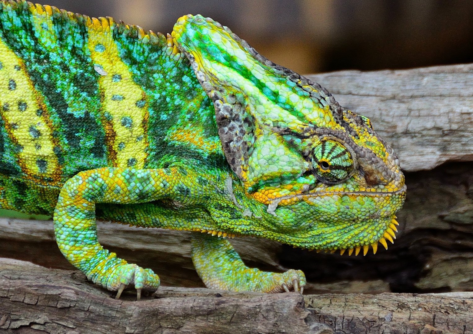 Jemenchamäleon (Chamaeleo calyptratus)