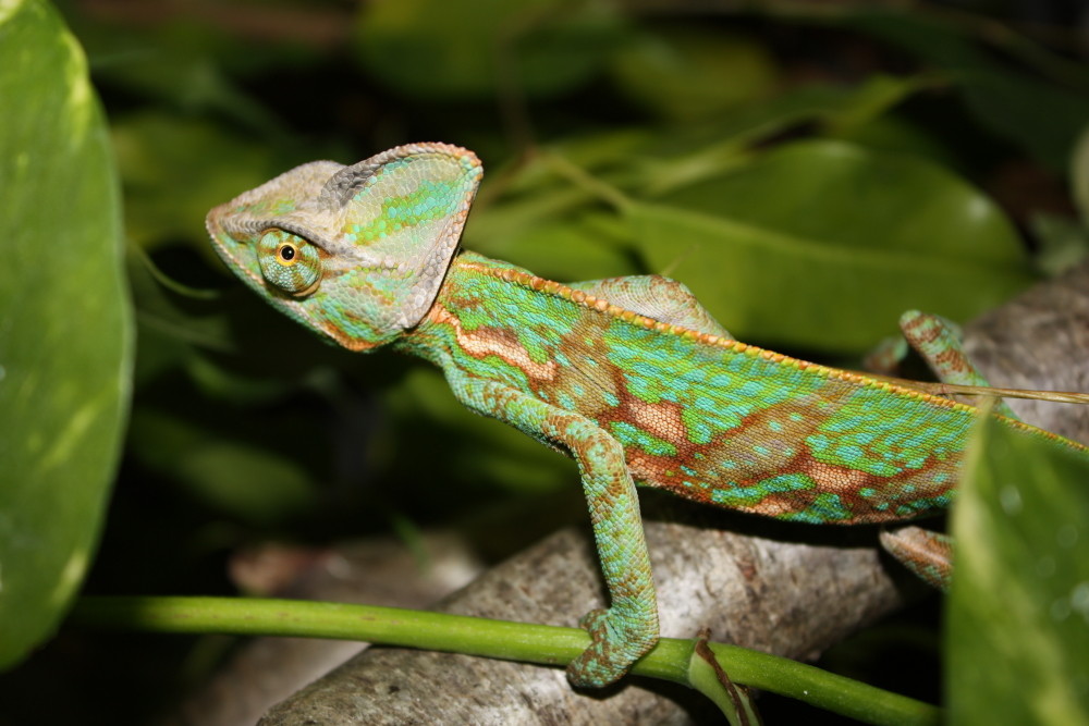 Jemenchamäleon - Chamaeleo calyptratus