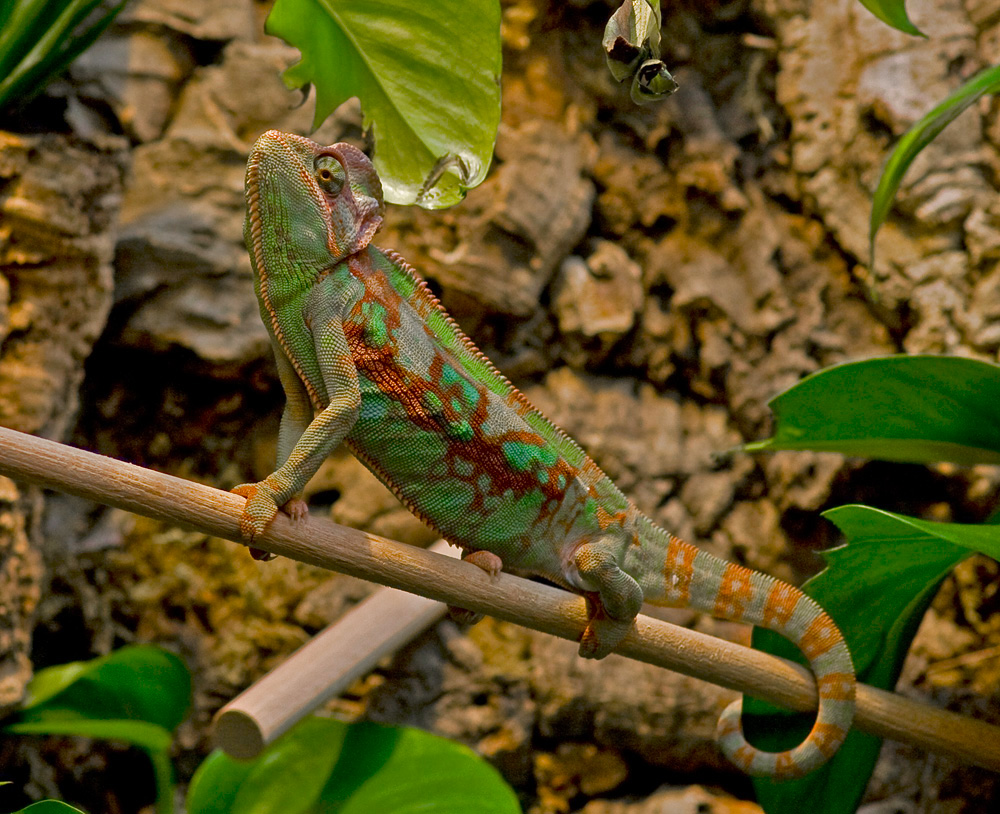 Jemenchamäleon (Chamaeleo calyptratus)