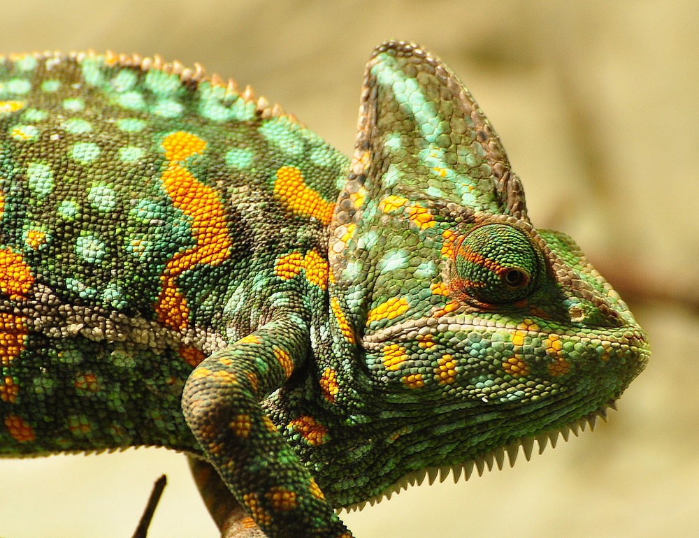 Jemenchamäleon (Chamaeleo calyptratus)